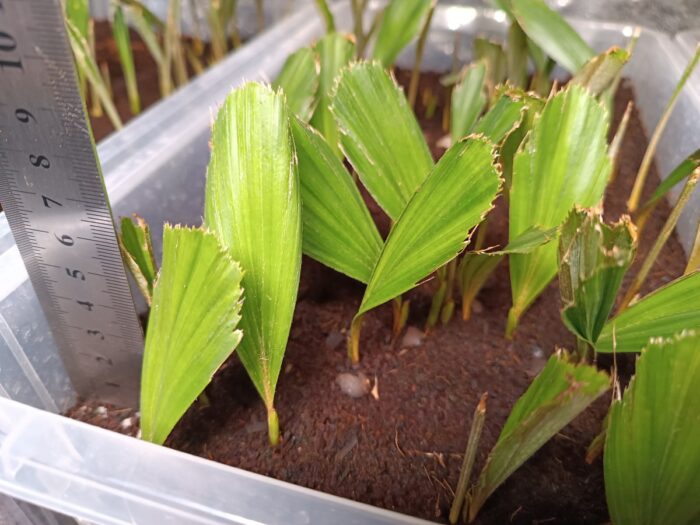 Arenga Engleri Seedlings Taiwan Dwarf Sugar Palm ()