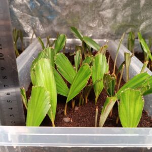 Arenga Engleri Seedlings Taiwan Dwarf Sugar Palm ()