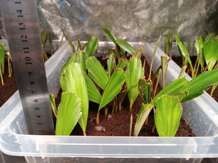 Arenga Engleri Seedlings Taiwan Dwarf Sugar Palm ()