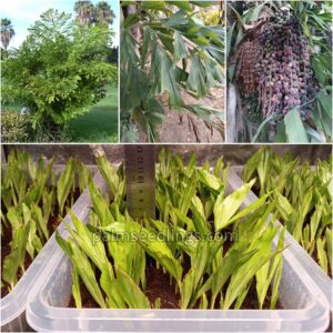 Caryota Mitis Seedlings Fishtail Palm Tree