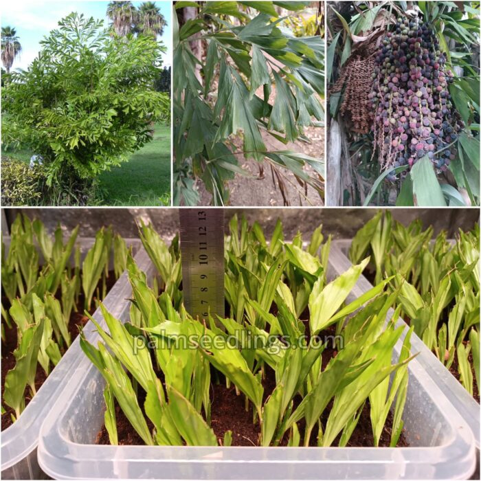 Caryota Mitis Seedlings Fishtail Palm Tree