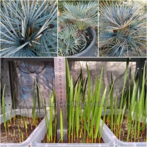 Chamaerops Humilis Cerifera Seedlings Blue Mediterranean Fan Palm Tree