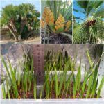 Chamaerops Humilis var. Humilis Seedlings (European Fan Palm)