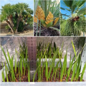 Chamaerops Humilis Seedlings Mediterranean Fan Palm Tree