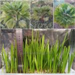 Chamaerops Humilis var. Vulcano Seedlings (Volcano European Fan Palm)