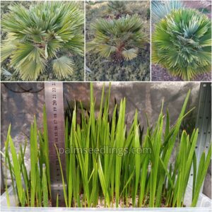 Chamaerops Humilis Vulcano Seedlings Dwarf Fan Palm Tree