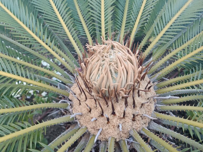 Cycas Revoluta Female Inflorescence Formation