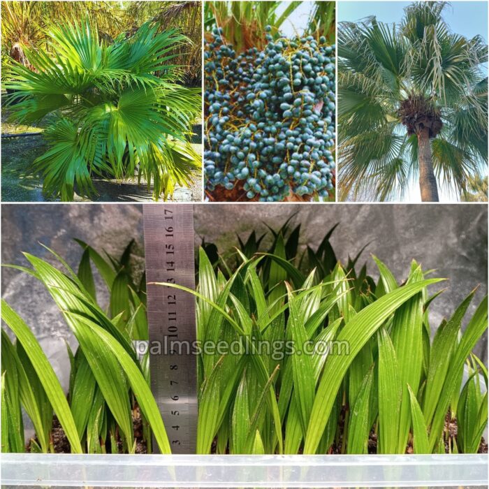 Livistona Chinensis Seedlings Chinese Fan Palm Tree