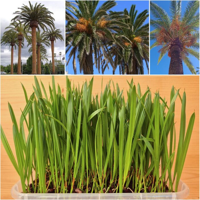 Phoenix Canariensis Seedlings