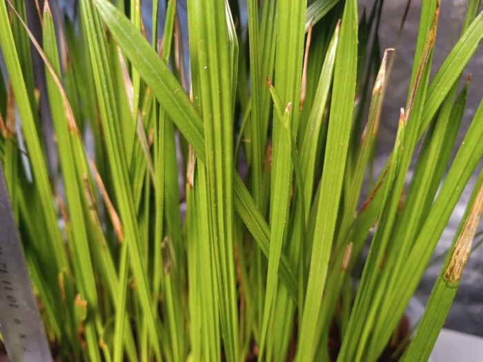 Phoenix Canariensis Seedlings Canary Island Date Palm Tree