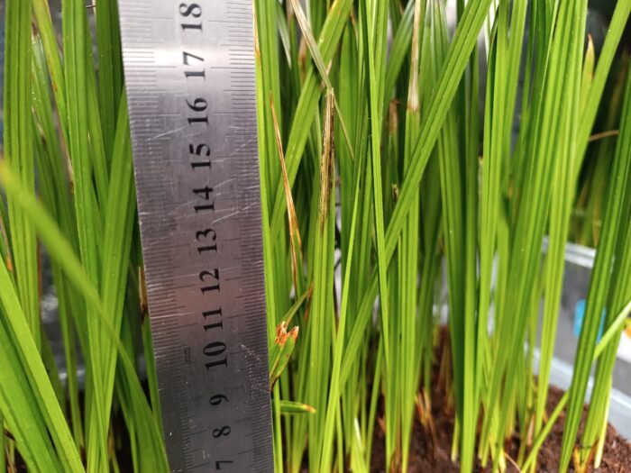 Phoenix Canariensis Seedlings Canary Island Date Palm Tree ()