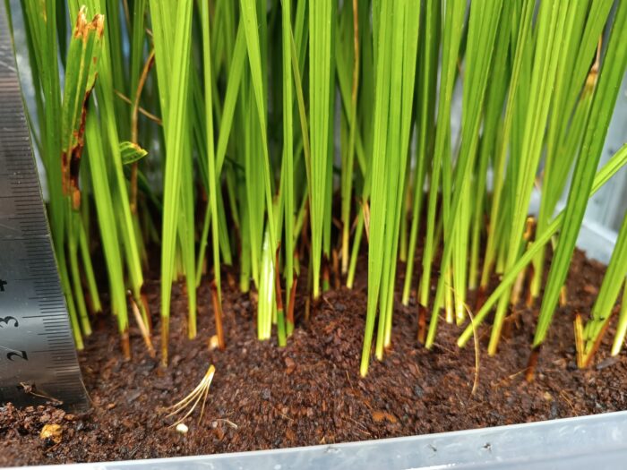 Phoenix Canariensis Seedlings Canary Island Date Palm Tree ()