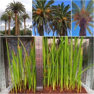 Phoenix Canariensis Seedlings Canary Island Date Palm Tree