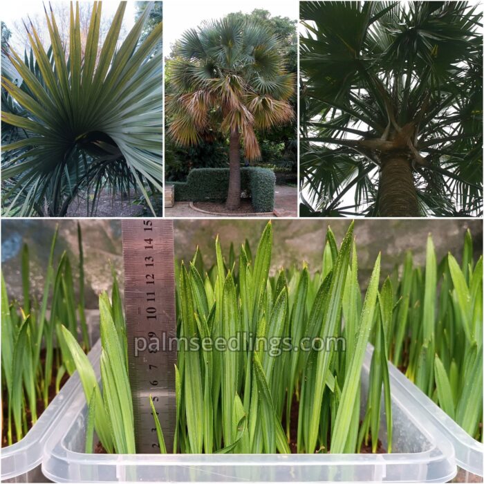 Sabal Bermudana Seedlings Bermuda Palmetto Palm Tree