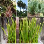 Sabal Causiarum Seedlings (Puerto Rican Hat Palm)