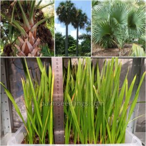 Sabal Causiarum Seedlings Puerto Rico Hat Palm Tree