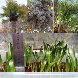 Trachycarpus Fortunei Seedlings Windmill Palm Tree