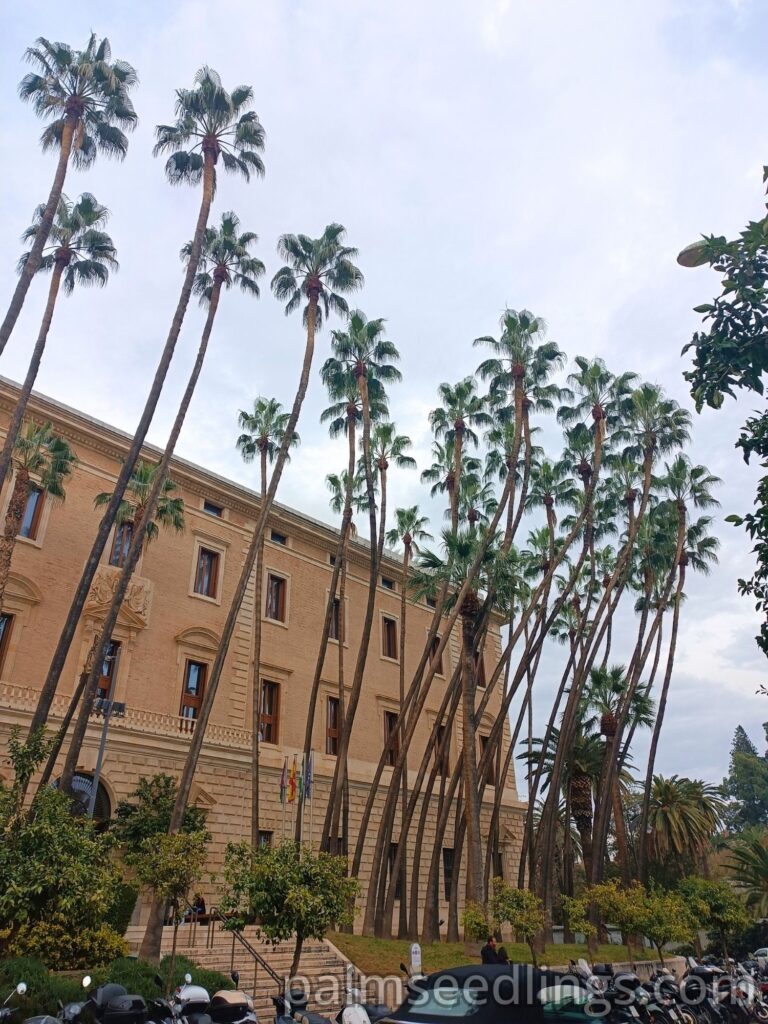 A big group of Washingtonia Robusta palms