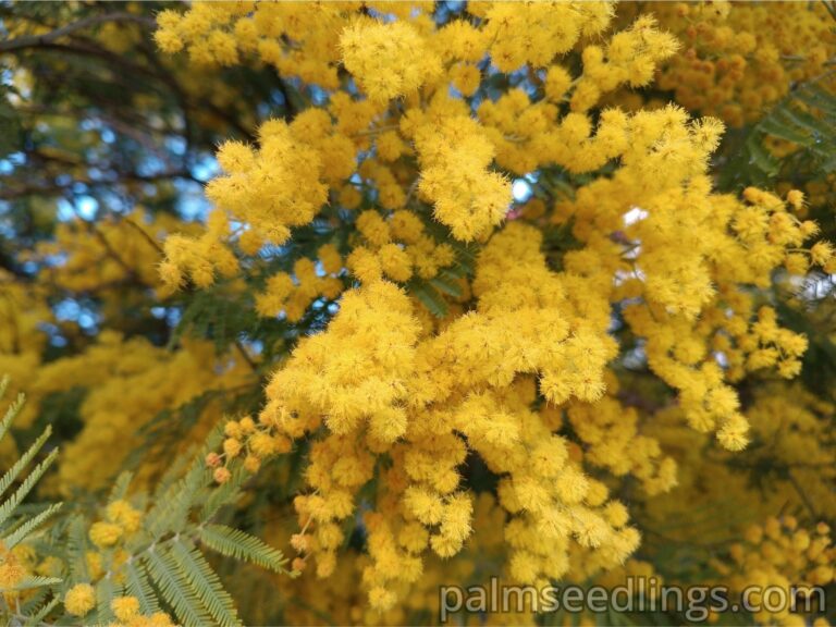 Acacia Baileyana flowers