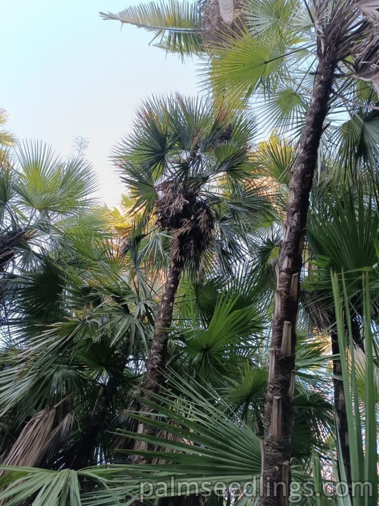 Acoelorraphe Wrightii palms