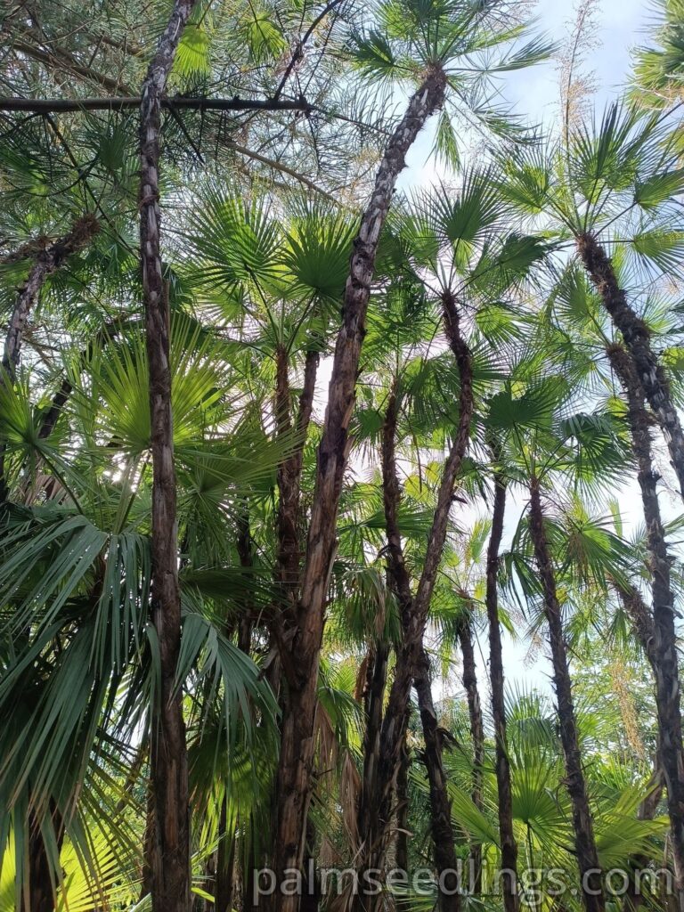 Acoelorraphe Wrightii palms