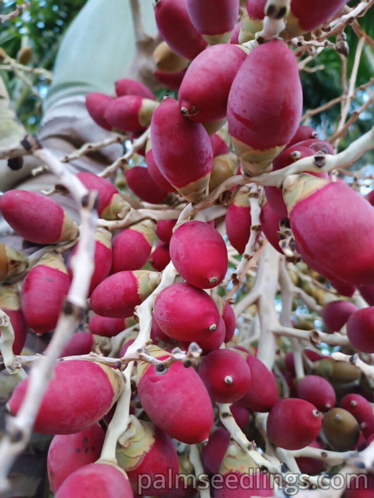 Actinorhytis Calapparia fruits