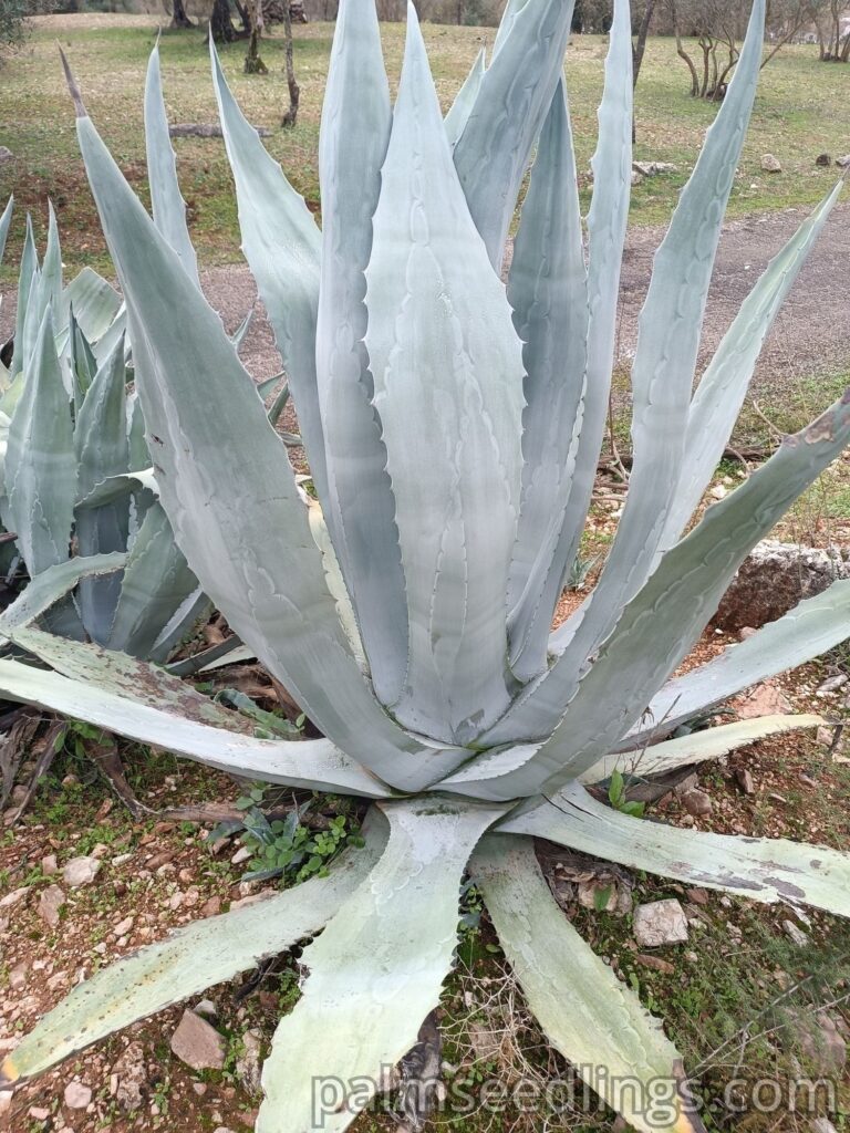 Agave Americana