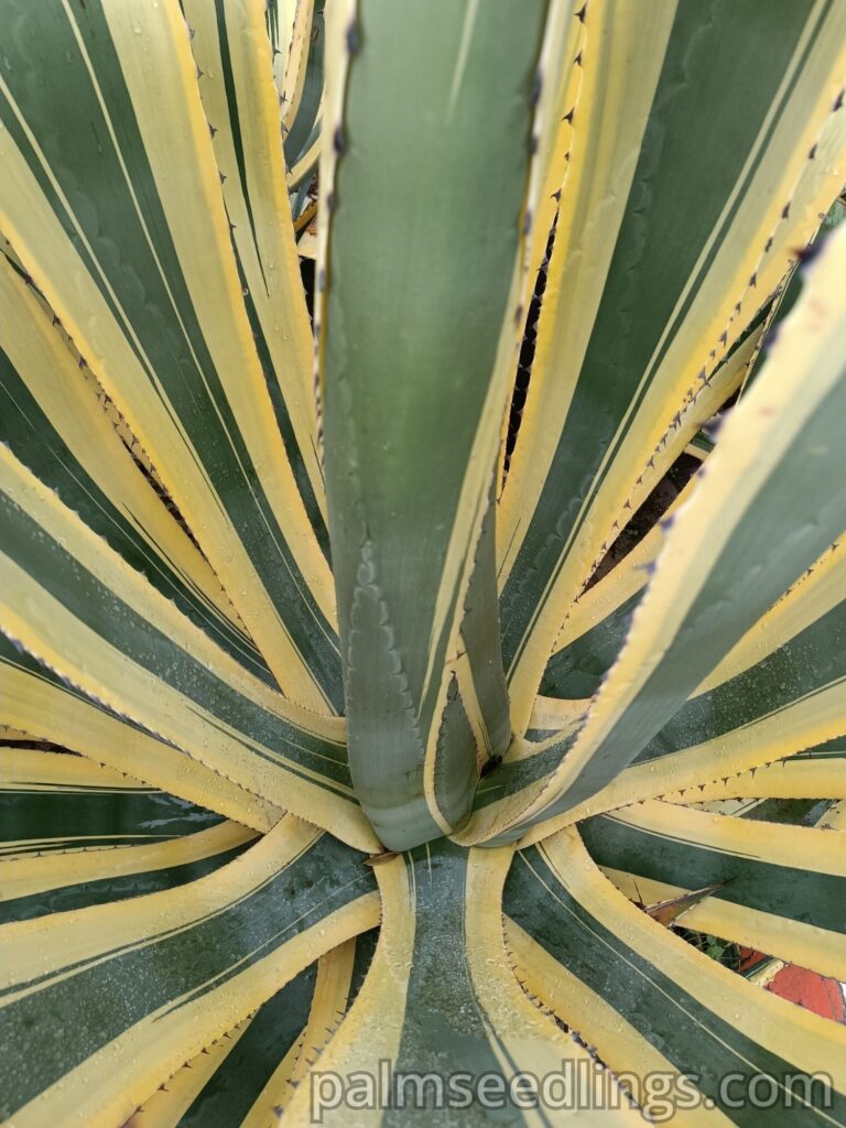 Agave Americana Marginata