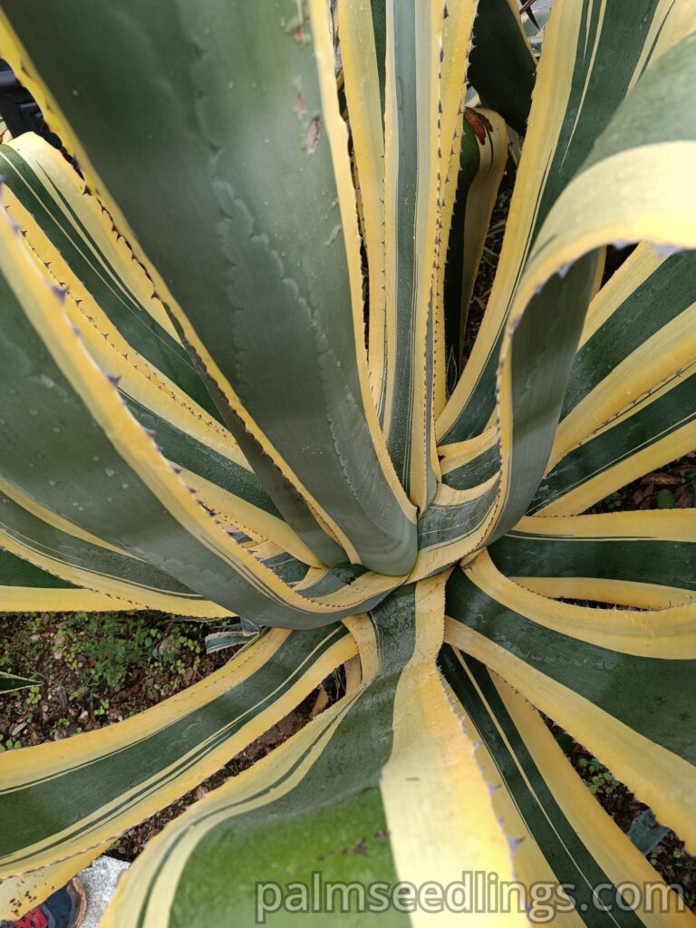 Agave Americana Marginata