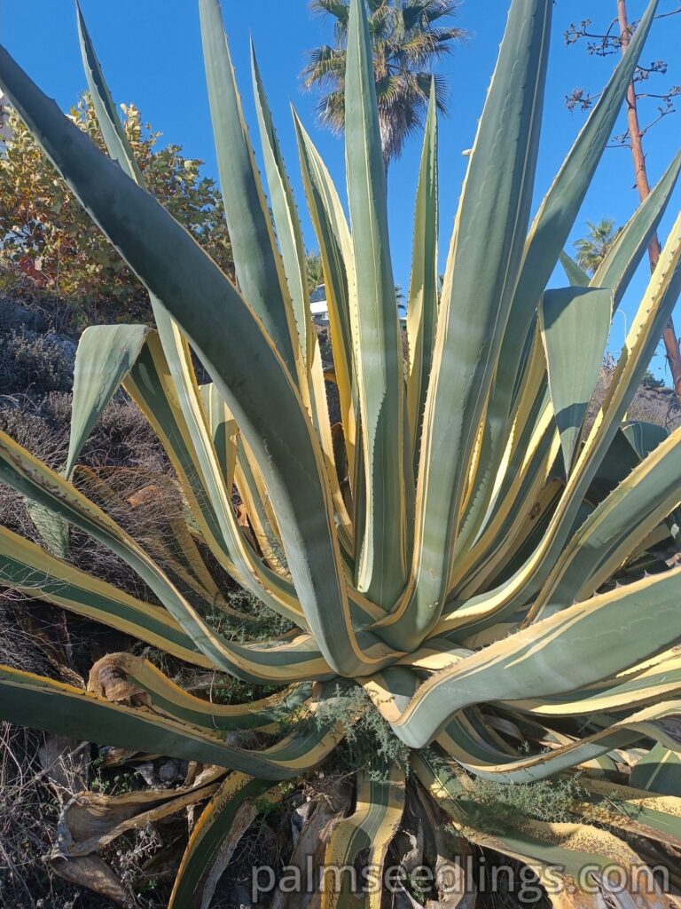 Agave Americana Marginata 2 big plants