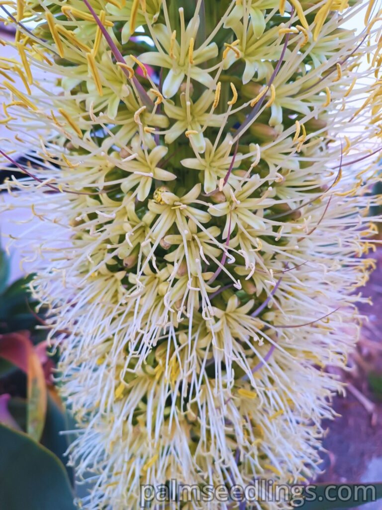 Agave Atenuata flowers