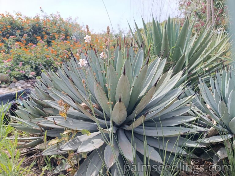 Agave Macroacantha