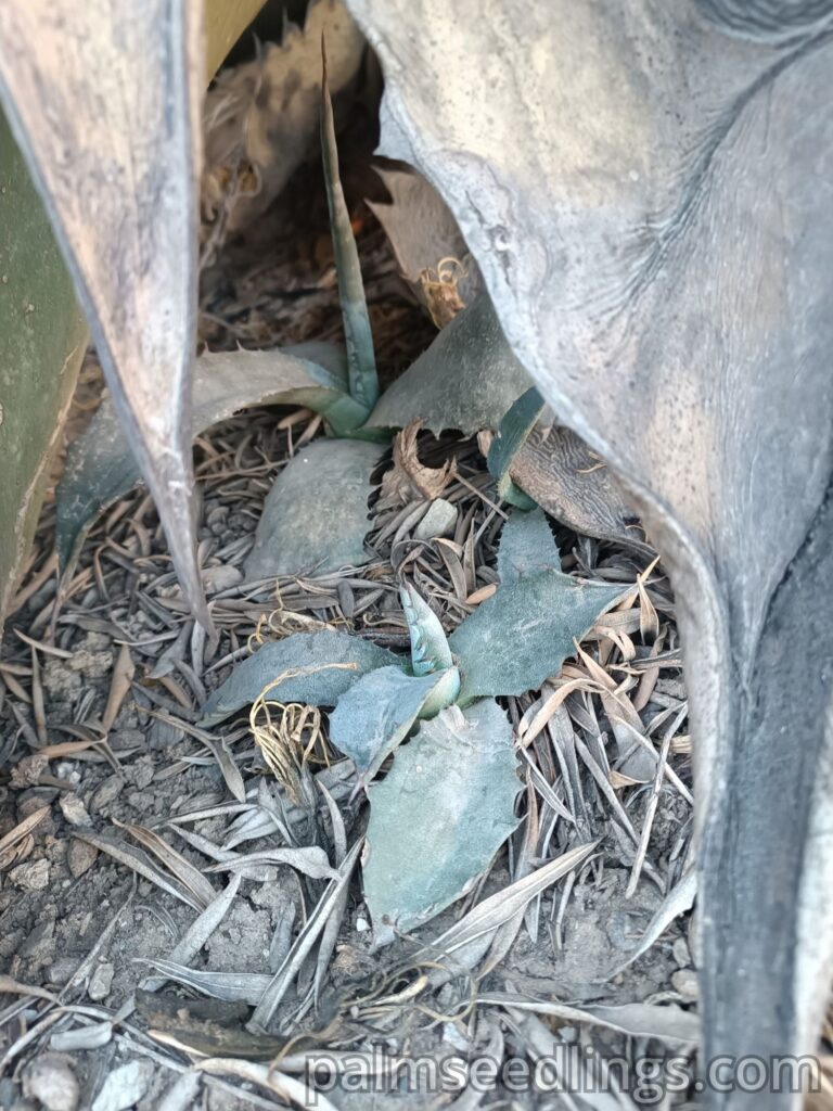 Agave Salmiana Ferox offsets from a dead plant