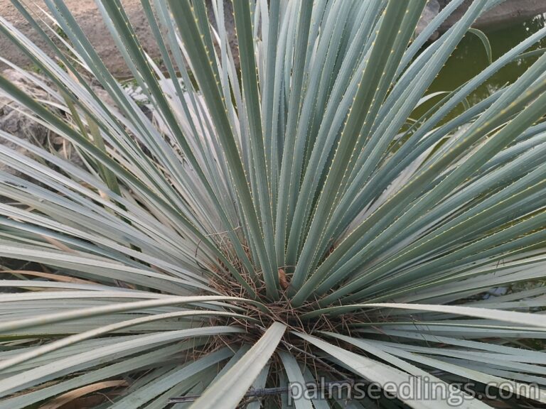 Agave Striata