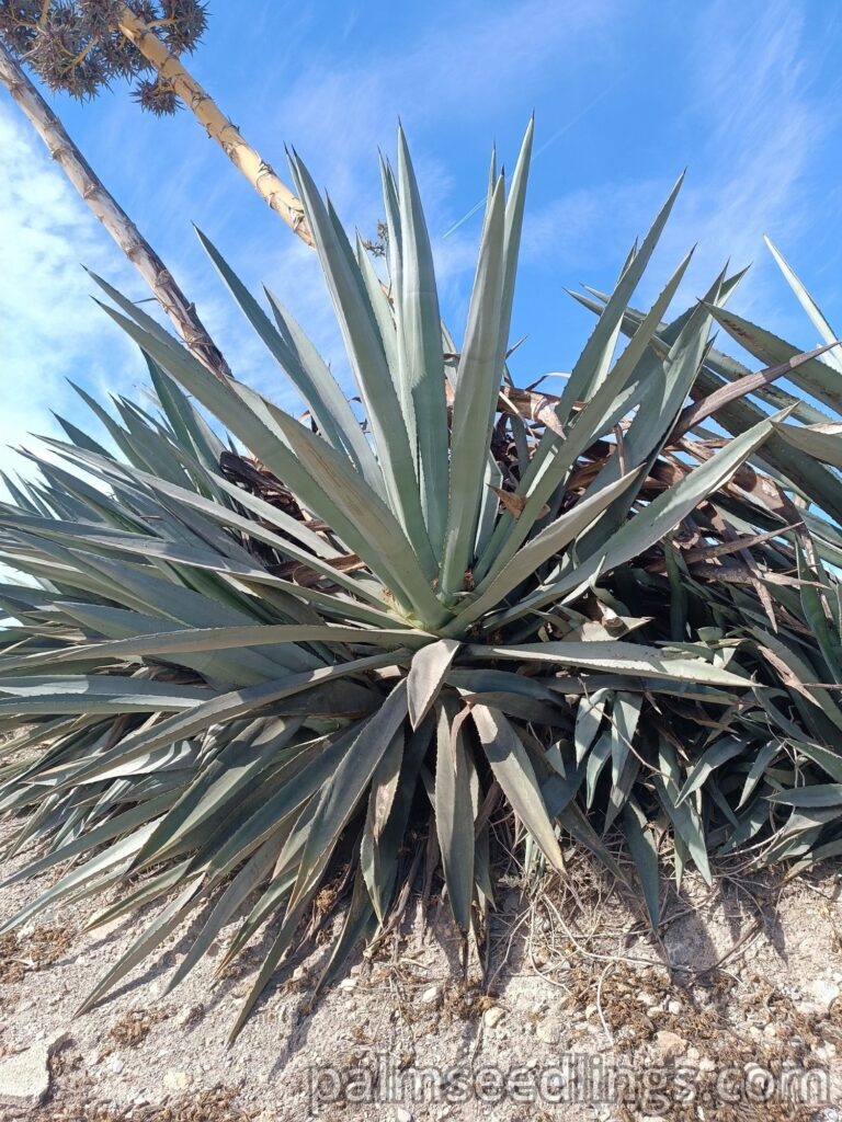 Agave Tequilana