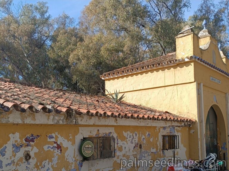 Agave growing on a house