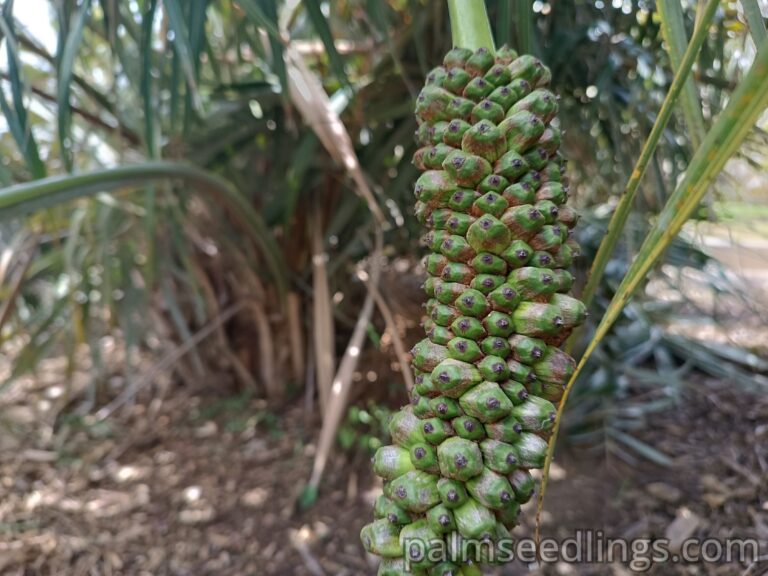 Allagoptera Arenaria fruits