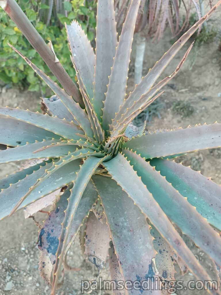 Aloe Arborescens