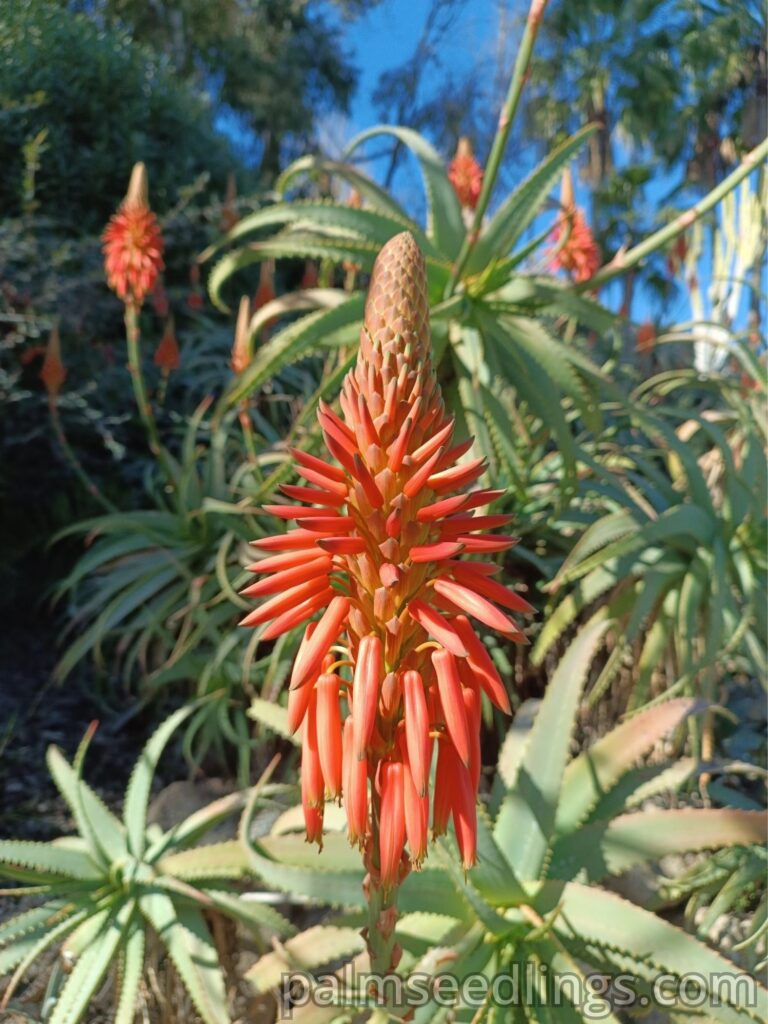 Aloe Arborescens inflorescence