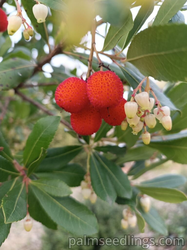 Arbutus Unedo fruits and flowers