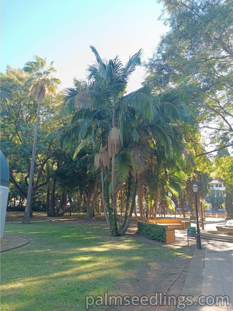 Archontophoenix Cunninghamiana palms