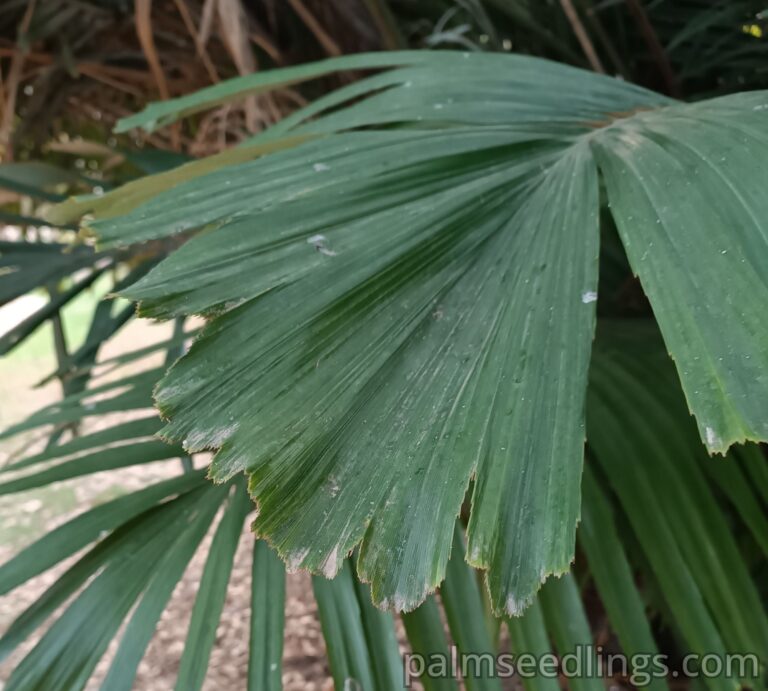 Arenga Engleri leaf