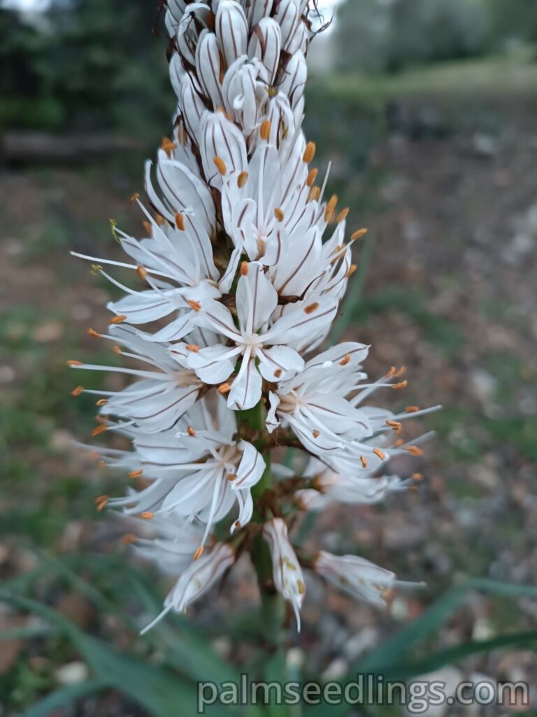 Asphodelus Albus flowering