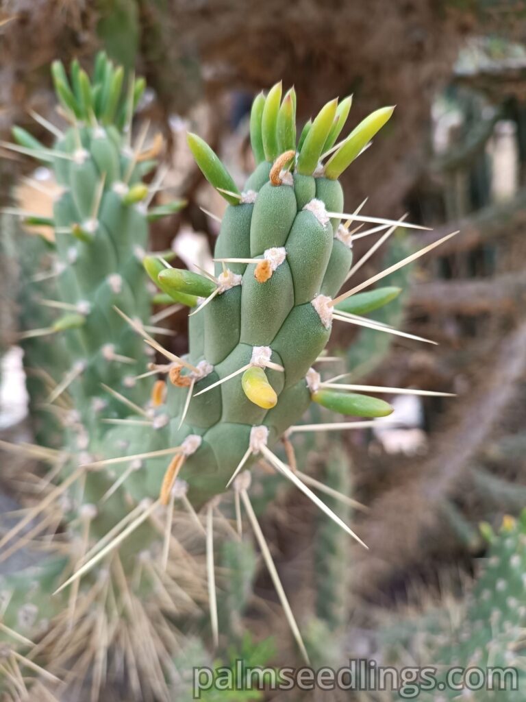 Austrocylindropuntia Subulata