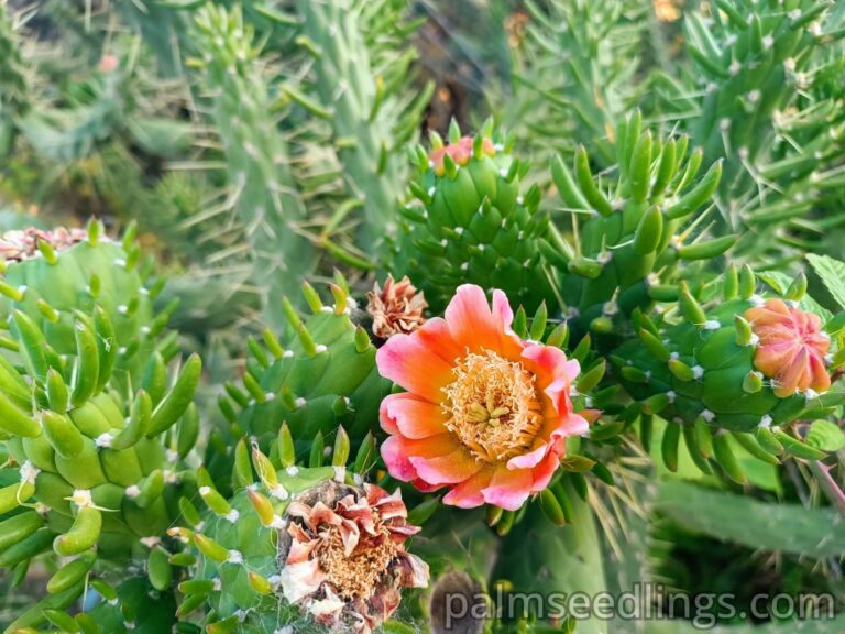 Austrocylindropuntia Subulata flower