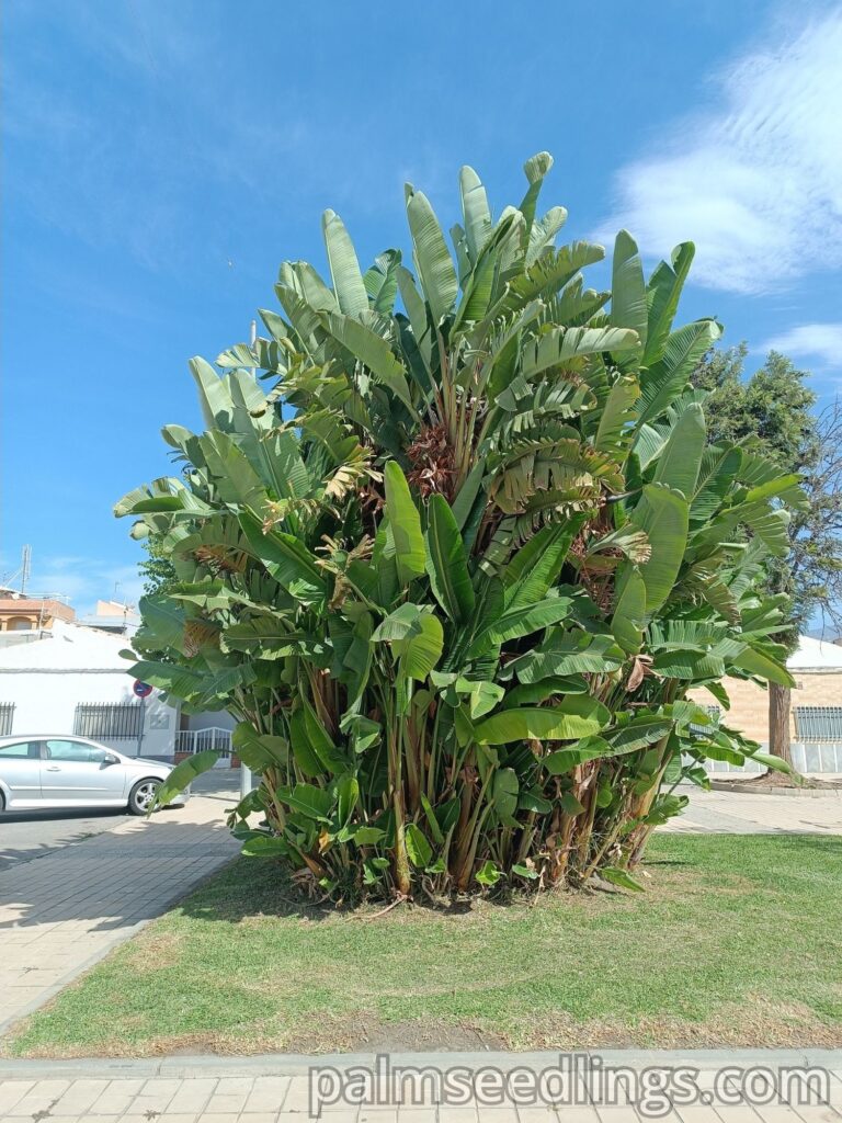 Big Strelitzia Nicolai