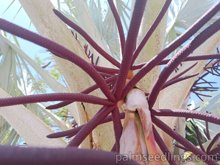 Bismarkia Nobilis Inflorescence growing