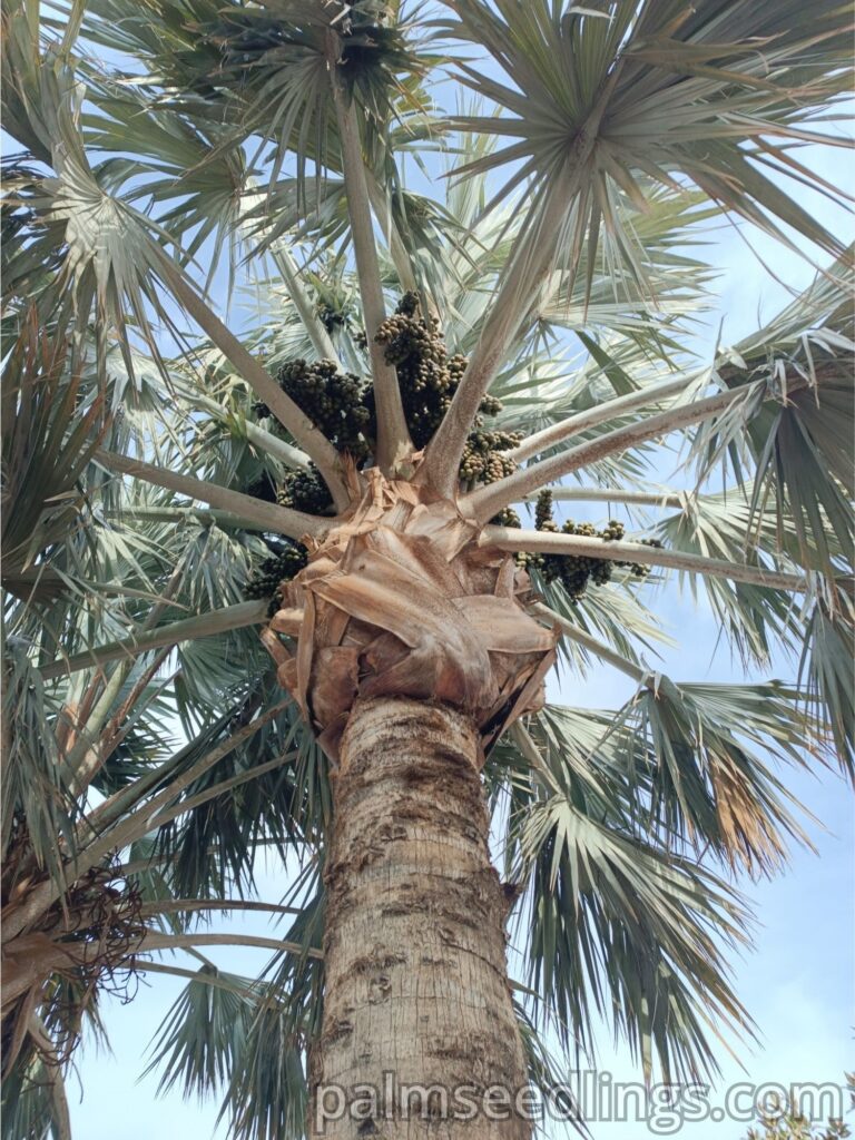 Bismarkia Nobilis with fruits