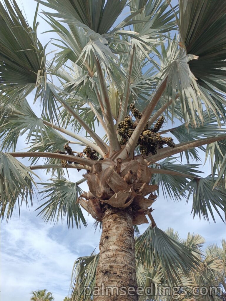 Bismarkia Nobilis with fruits