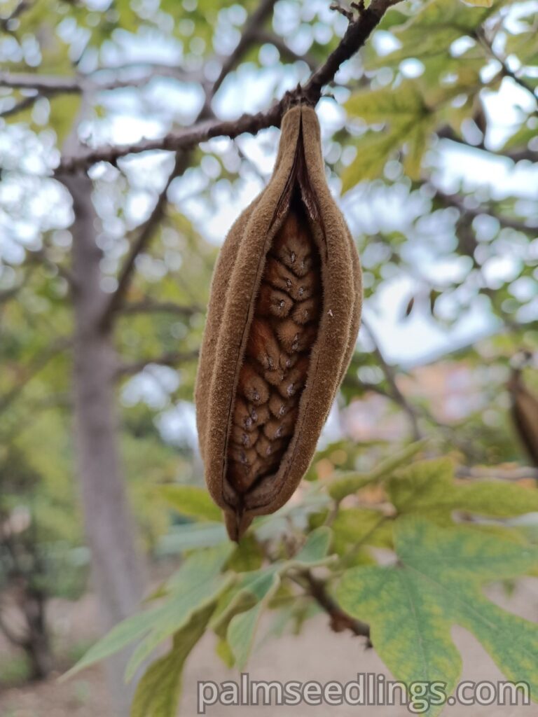 Brachychiton Bidwillii pod